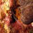 Banded shrimp - Stenopus spinosus