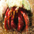  Hermit Crab - Dardanus arrosor - Do not come closer