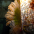 Coral - Sea lace bryozoan - Sertella septentrionalis