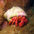 Hermit Crab - Dardanus arrosor - In the corner