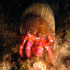Hermit Crab - Dardanus arrosor - Big Hermit