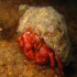 Hermit Crab - Dardanus arrosor - Sparkling house
