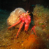 Hermit Crab - Dardanus arrosor - The Flirt