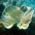 Elkhorn coral - Acropora palmata
