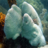 Symmetrical brain coral - Diploria strigosa