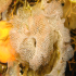 Sea lace bryozoan - Sertella septentrionalis - In the cave