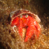 Hermit Crab - Dardanus arrosor - Small house