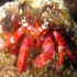 Hermit Crab - Dardanus arrosor - Portrait