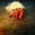 Hermit Crab - Dardanus arrosor - Look at you