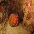 Hermit anemone - Calliactis parasitica - Hiding