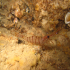 Common prawn - Palaemon serratus - In the cave