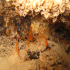 Banded shrimp - Stenopus spinosus - In the cave