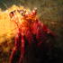 Hermit Crab - Dardanus arrosor - Can not hide
