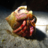 Hermit Crab - Dardanus arrosor - Posing Hermit