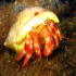 Hermit Crab - Dardanus arrosor - In the light