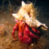 Hermit Crab - Dardanus arrosor - On the run