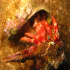 Hermit Crab - Dardanus arrosor - What are you doing?