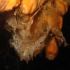 Sea lace bryozoan - Sertella septentrionalis - Attached