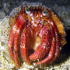 Hermit Crab - Dardanus arrosor - Close encounter