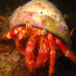 Hermit Crab - Dardanus arrosor - Big guy