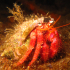 Hermit Crab - Dardanus arrosor - Decorated