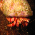 Hermit Crab - Dardanus arrosor - Looking up to you