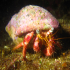 Hermit Crab - Dardanus arrosor - Whats up?