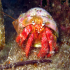 Hermit Crab - Dardanus arrosor - Holding ground