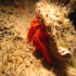 Hermit Crab - Dardanus arrosor - Coming close