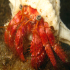 Hermit Crab - Dardanus arrosor - Red coat