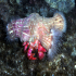 Hermit anemone - Calliactis parasitica - Look how big I am