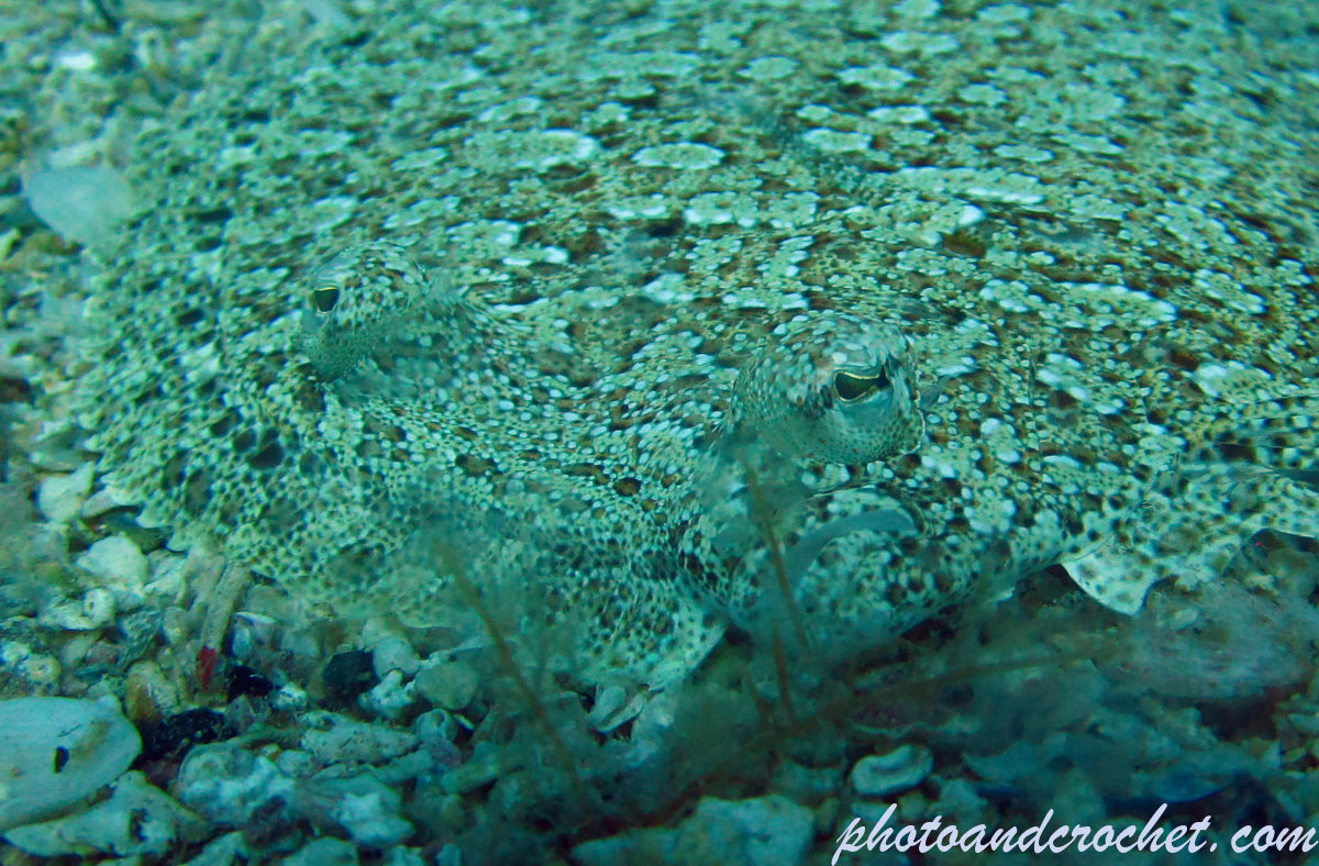 Wide-eyed flounder - Image