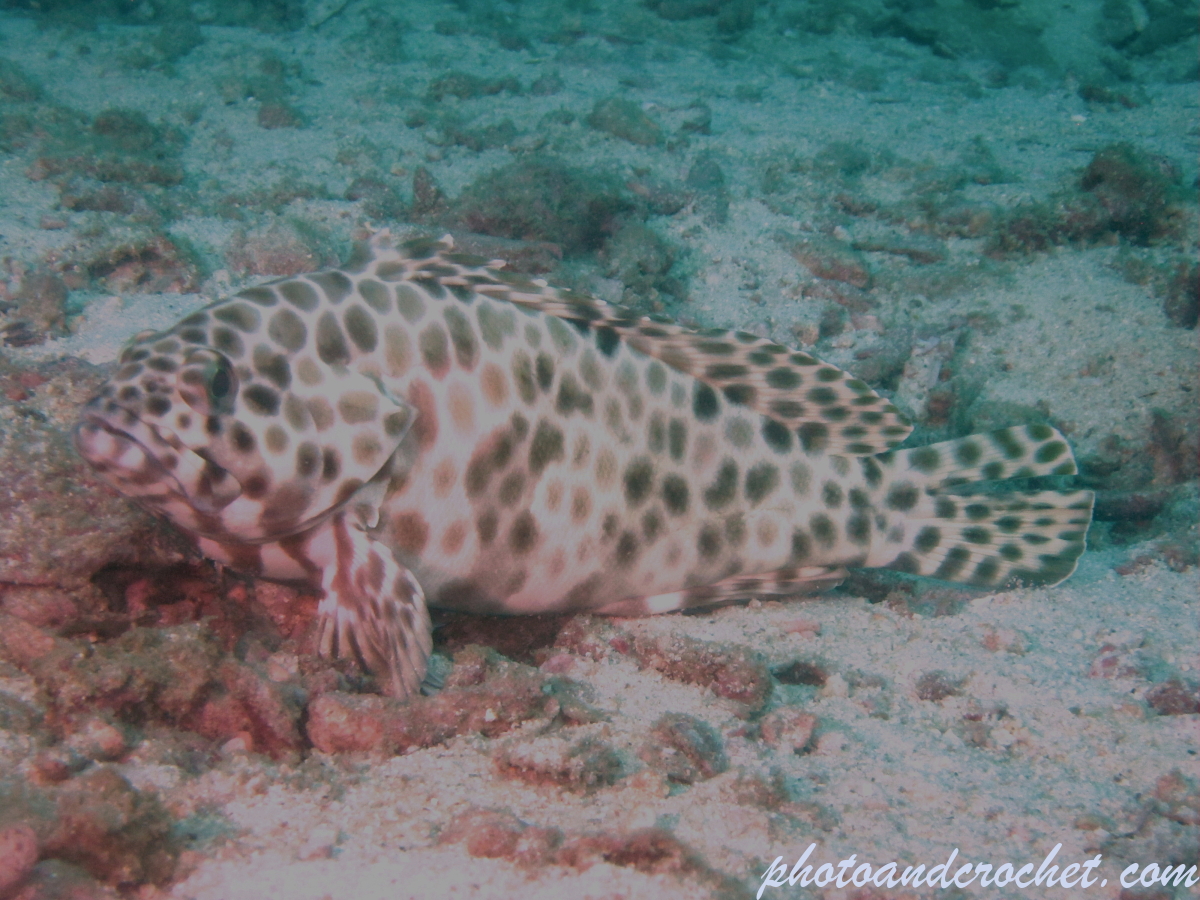 Duskytail grouper - Image