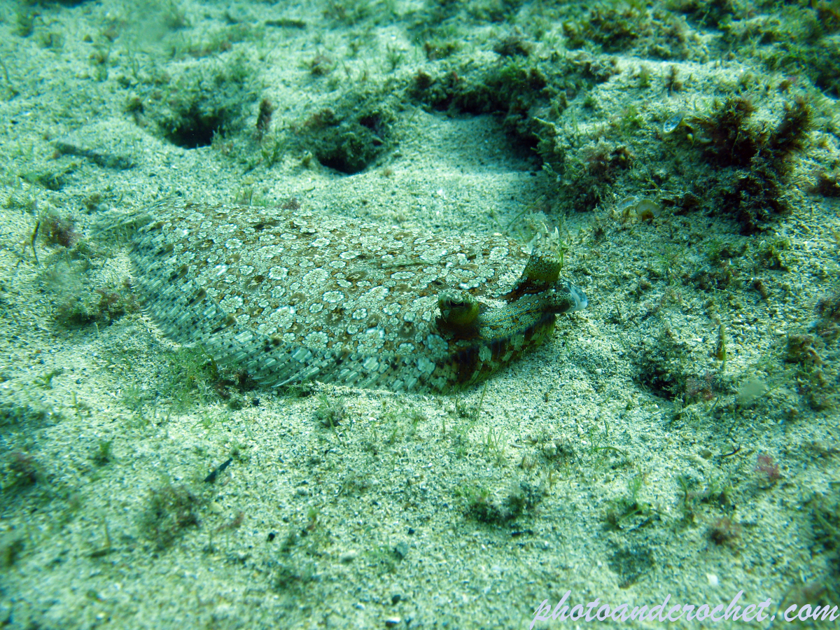 Wide-eyed flounder - Image