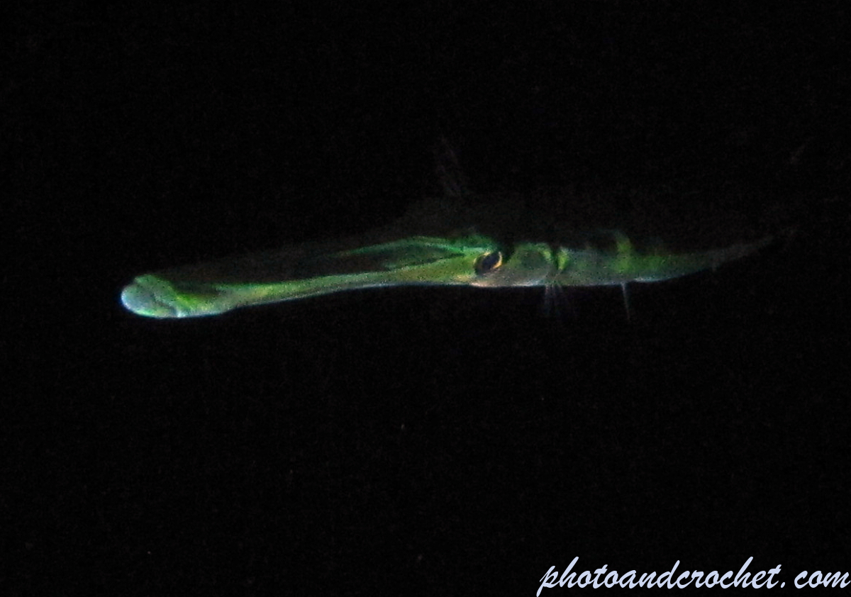 Bluespotted cornetfish - Image