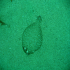 Wide-eyed flounder - Bothus podas - Hard to see