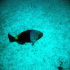 Parrotfish - Sparisoma cretense