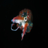 Cnidaria, Luminous Jellyfish - Pelagia noctiluca - UFO