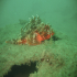 Black Scorpionfish - Scorpaena porcus - Having a Rest