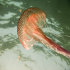 Cnidaria, Luminous Jellyfish - Pelagia noctiluca
