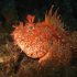 Scorpionfish - Image