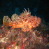 Red Scorpionfish - Scorpaena scrofa - Resting