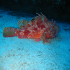 Red Scorpionfish - Scorpanea scrofa - In the Sand