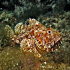 Scorpionfish - Scorpaena - scrofa - Playing with HDR