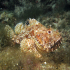 Scorpionfish - Scorpaena scrofa - Resting under a rock