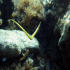 Horse pipe-fish - Syngnathus typhle - No good swimm