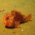 Scorpionfish - Scorpaena scrofa - Still growing