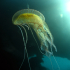 Cnidaria, Luminous Jellyfish - Pelagia noctiluca - Up for a hugh