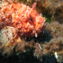 Scorpionfish - Scorpaena scrofa - Do not touch the little one