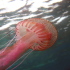 Cnidaria, Luminous Jellyfish - Pelagia noctiluca - On Drift